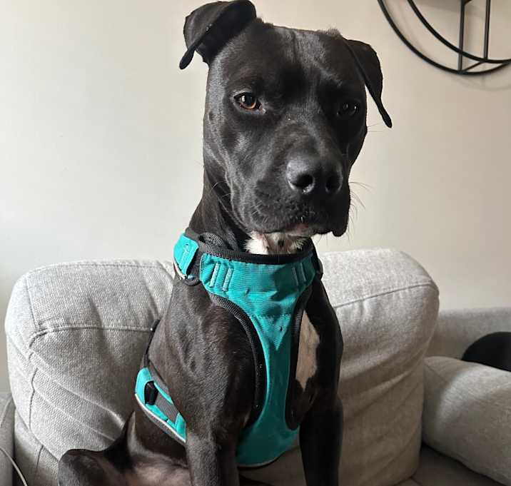 Photo of Otis *adoption pending*