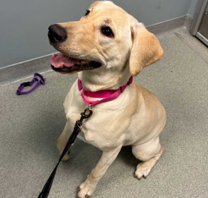 Photo of Banana Pudding