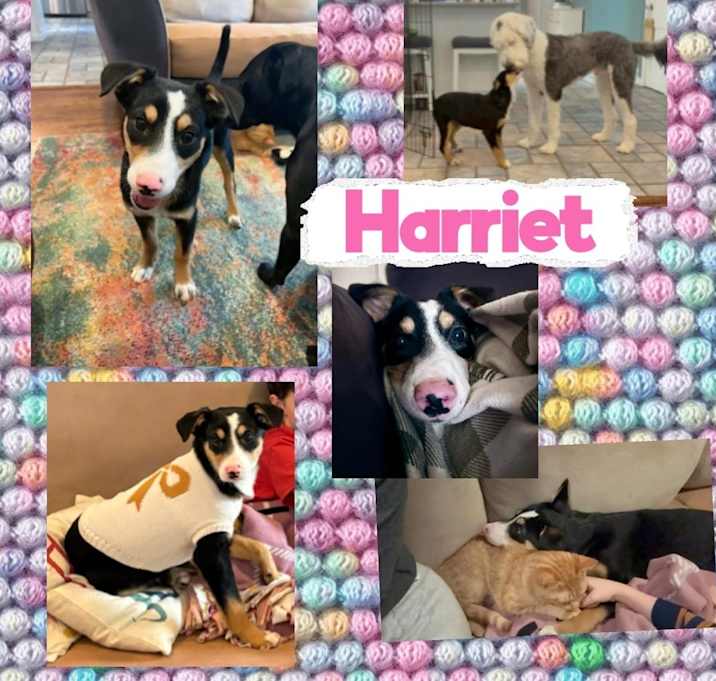 Photo of Harriet