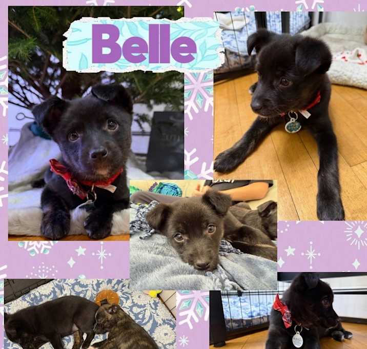 Photo of Belle