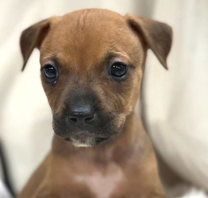 Photo of Vega D67500