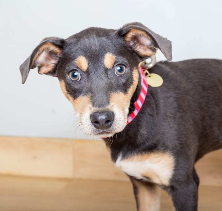 Photo of Taffy D67507