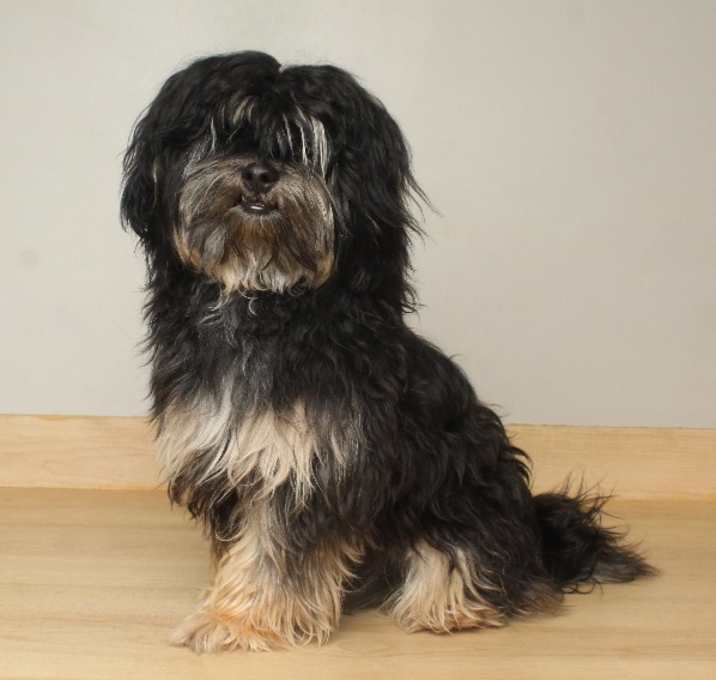 Photo of Nutcracker D67577