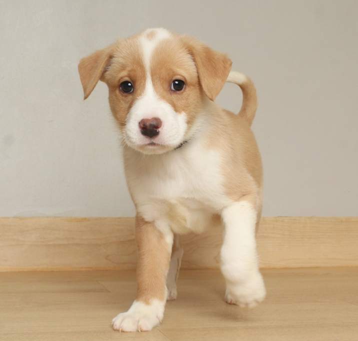 Photo of Mtn Dew D67628