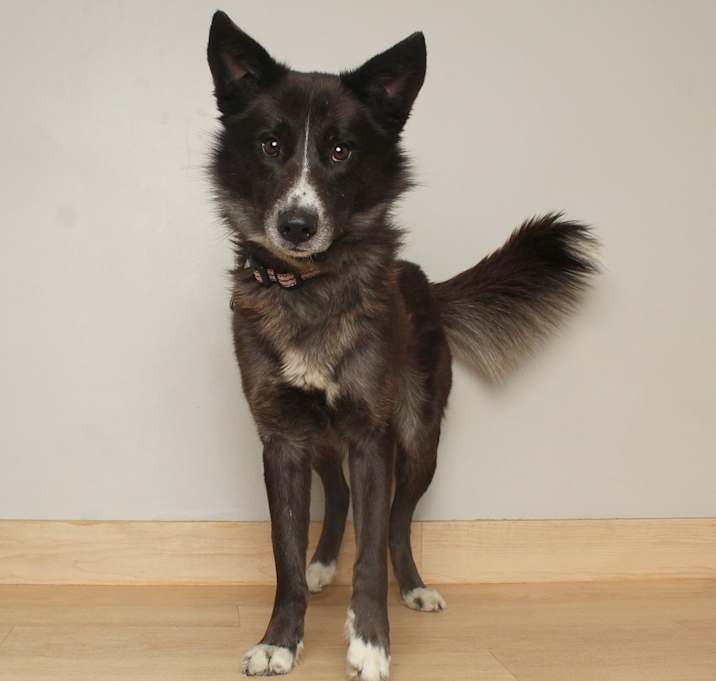 Photo of Dakota D67634