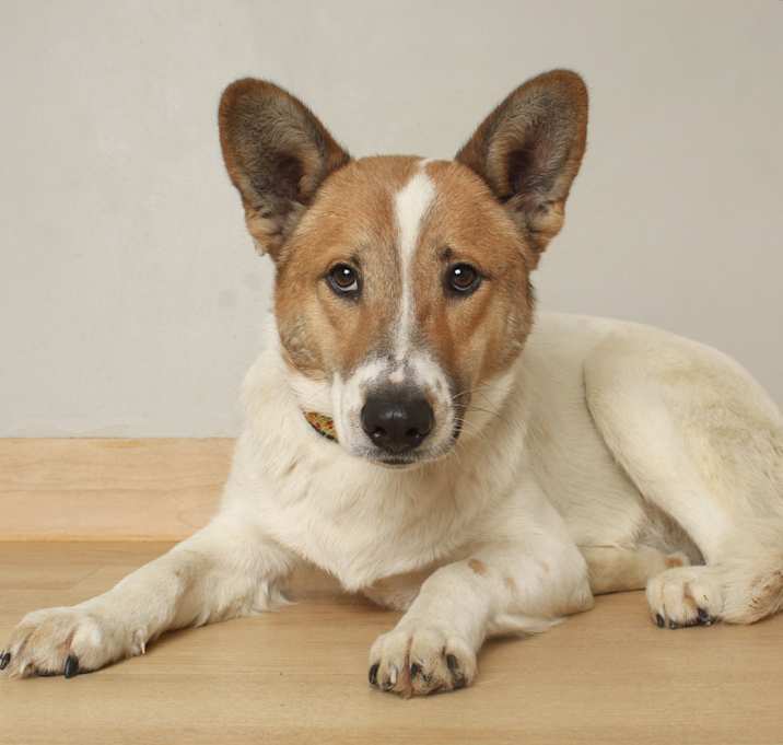 Photo of Ringo D67635