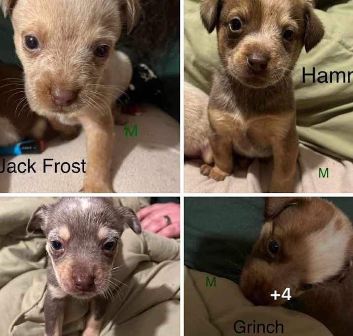 Photo of Zora1_2_3_4_5