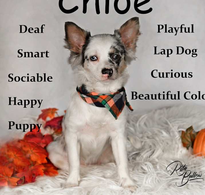 Photo of Chloe