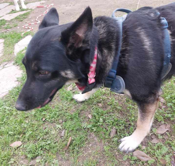 Photo of Lady bug (lady)