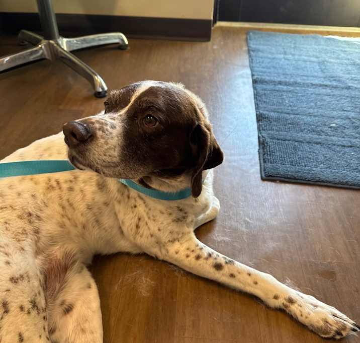 Photo of Pricilla-Presley