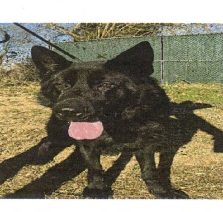 Photo of Venger (25-473)