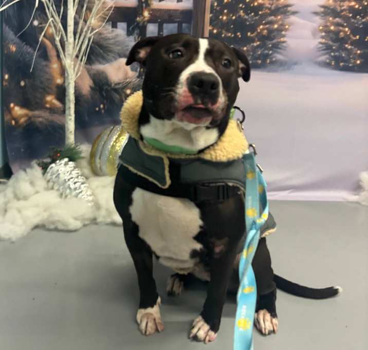 Photo of Hershey Kiss