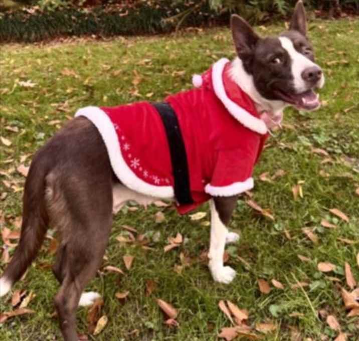 Photo of BUTTERSCOTCH