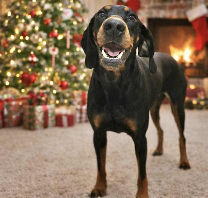 Photo of Sugar in CT