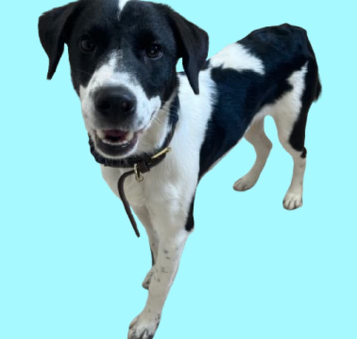 Photo of TUSC-Stray-83007