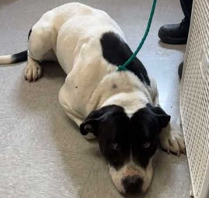 Photo of Maximus 25-12-119