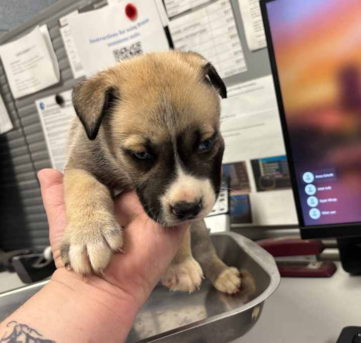 Photo of Hans Gruber