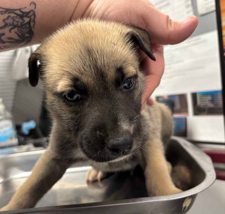 Photo of Sgt. Al Powell