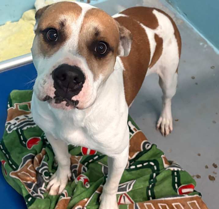 Photo of Bob The Builder