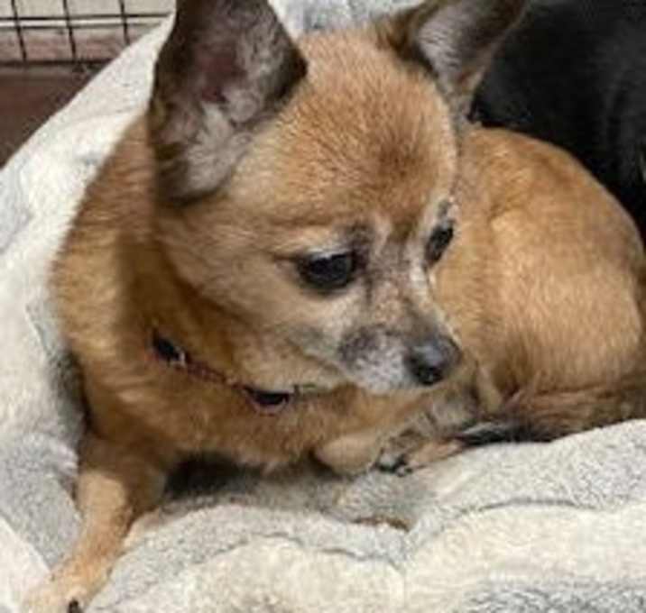 Photo of Miss Daisy - Forever Foster