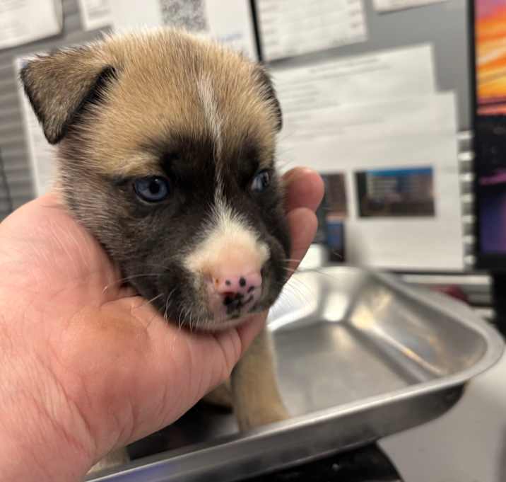 Photo of Harry Ellis