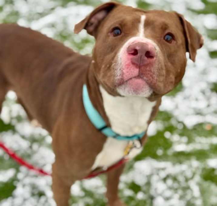 Photo of Copper II 2