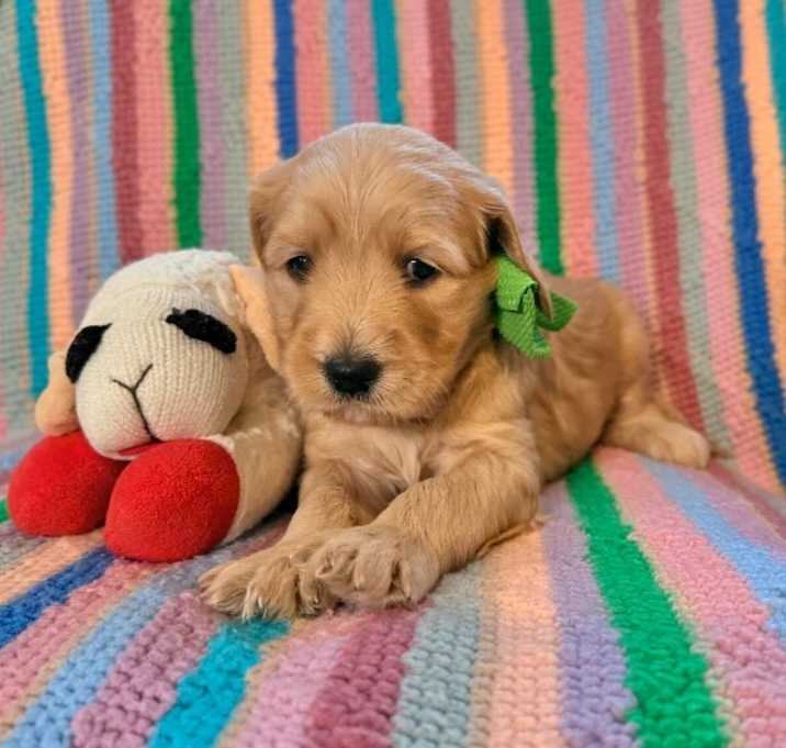 Photo of Mulberry Berry