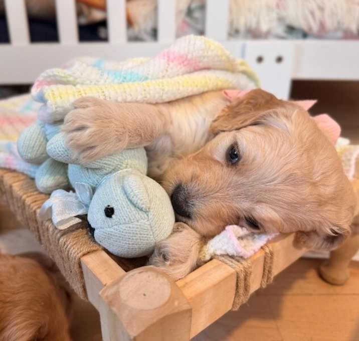 Photo of Cranberry Berry