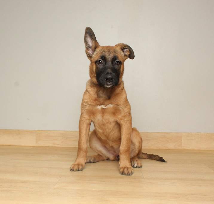 Photo of Shiloh D66874