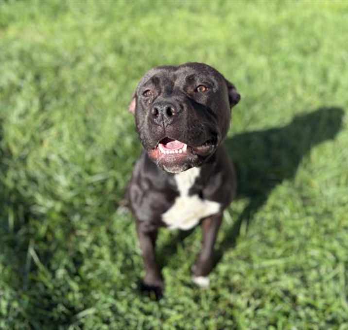 Photo of BILLIE HOLIDAY