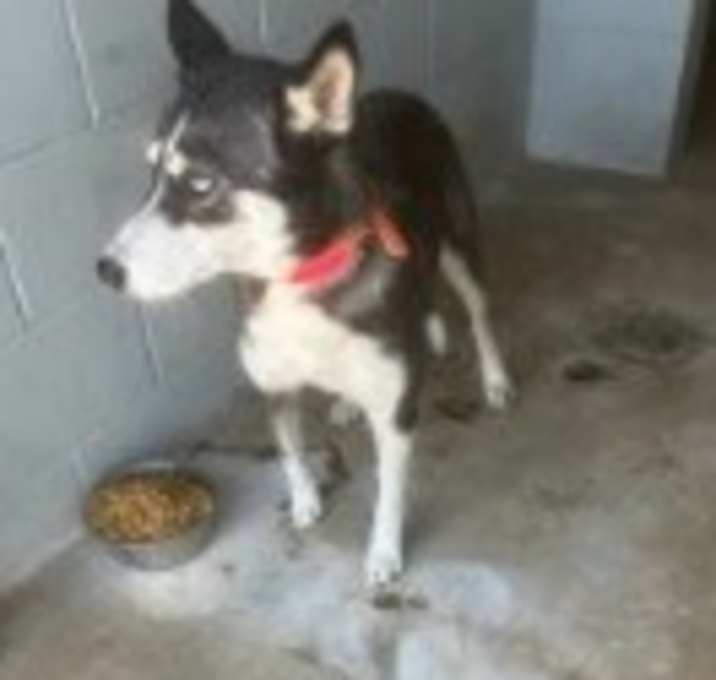 Photo of Harry Houdini