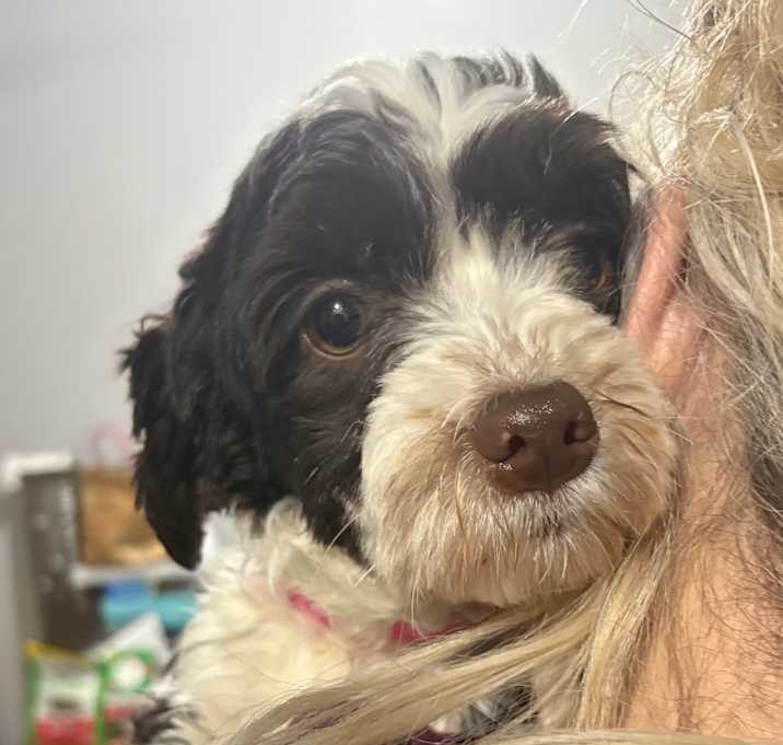 Photo of Spring 03A- 14703