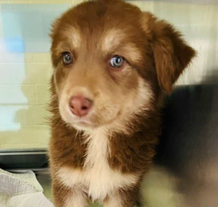 Photo of Jolly Holly