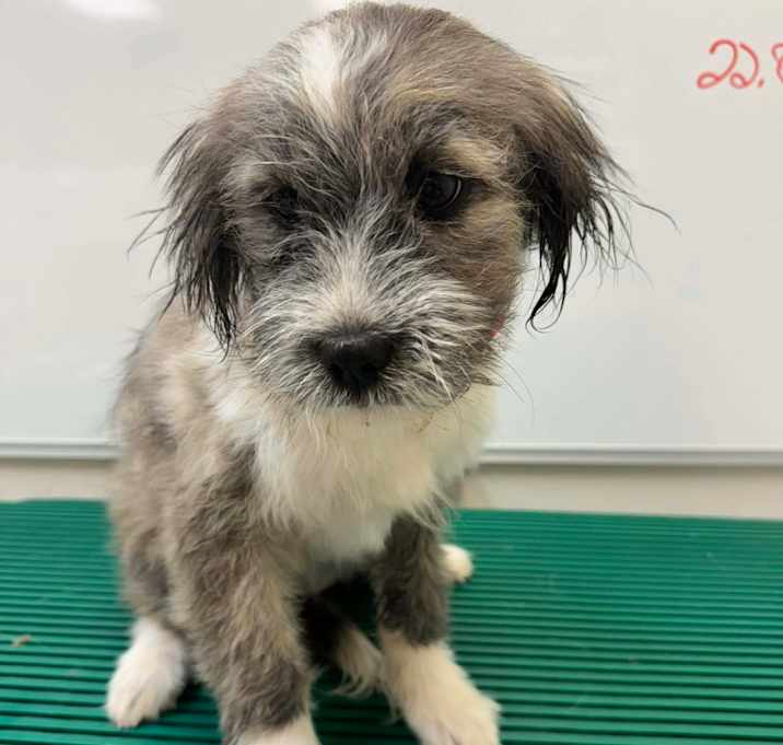 Photo of Unnamed Puppy 1