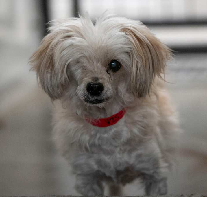 Photo of Luna (N25-297)