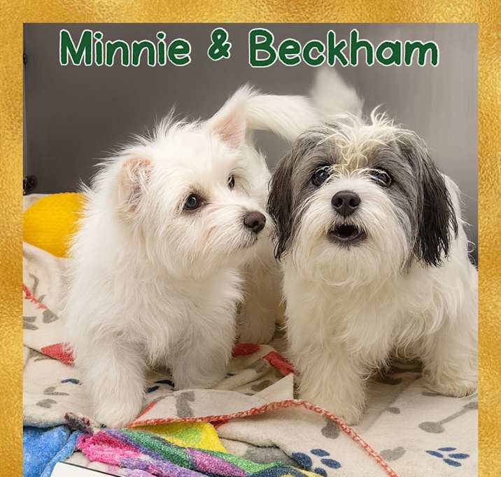 Photo of Minnie / Beckham