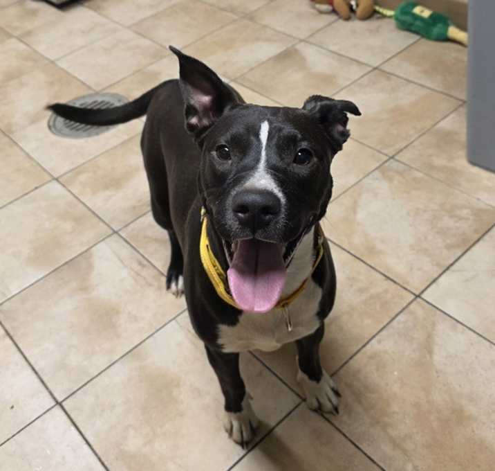 Photo of Biscotti (mcas)