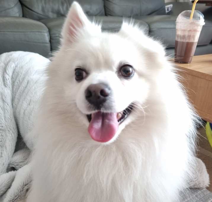 Photo of Sherlock (H)