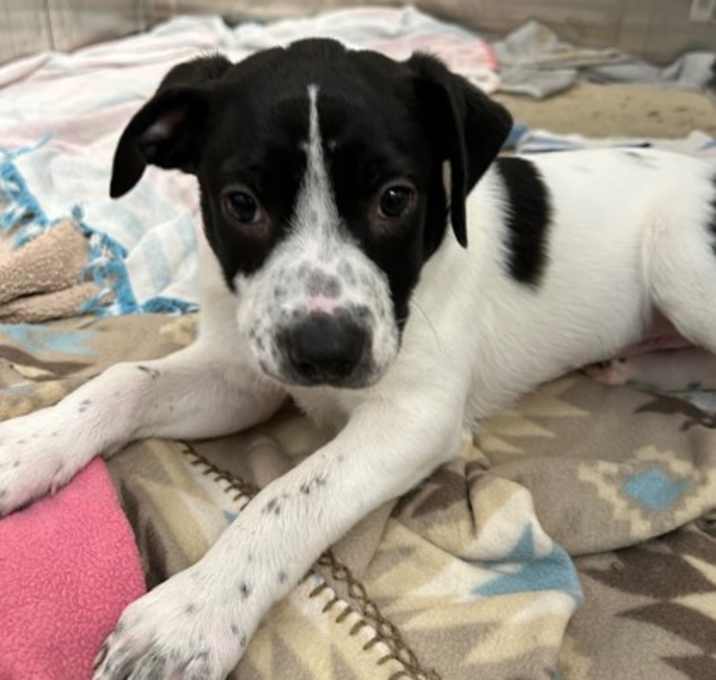 Photo of Judy - AVAILABLE