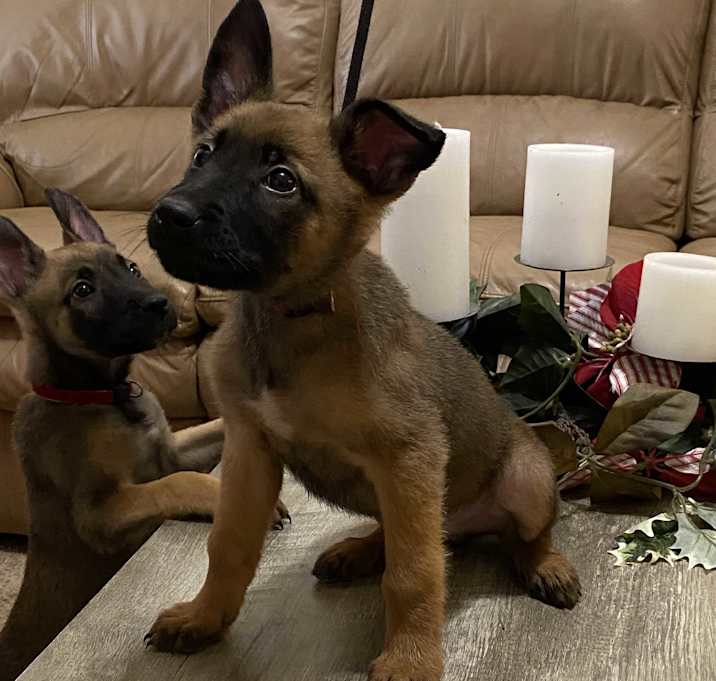Photo of Belgian Malinois Puppy