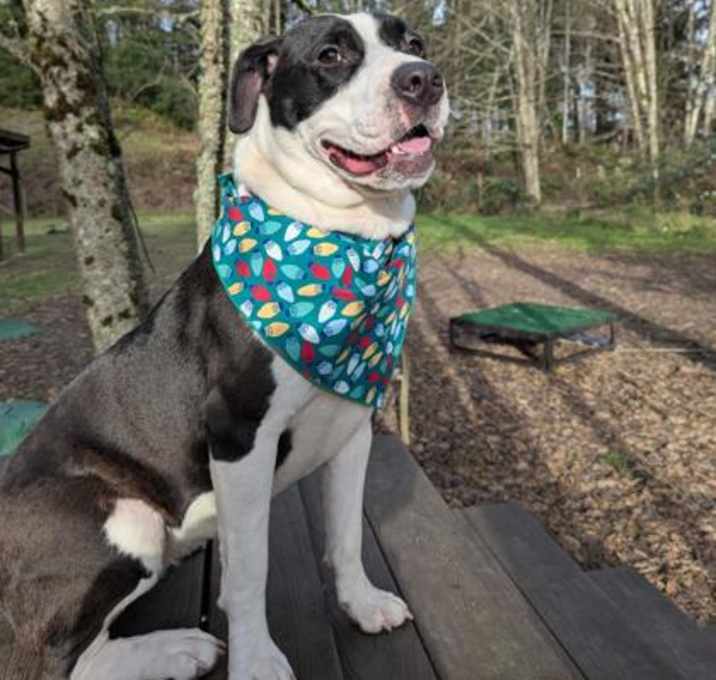 Photo of Cranberry Cobbler *