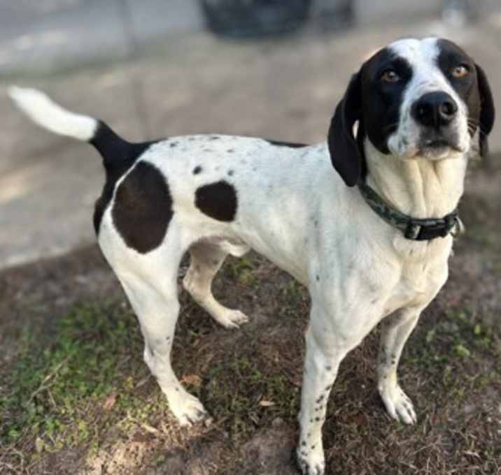 Photo of Buick Skylark
