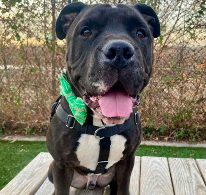 Photo of King Beluga