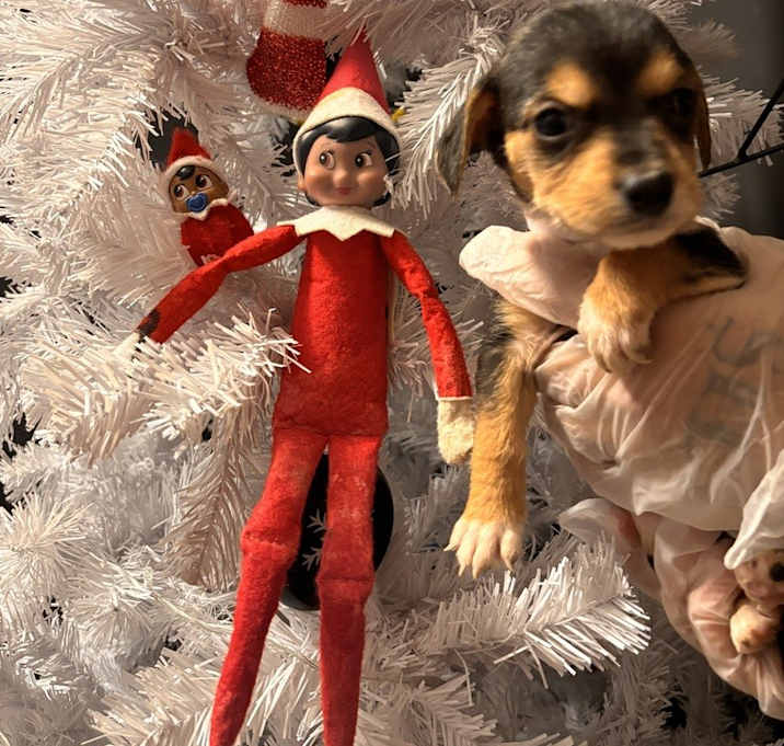 Photo of Jingle bells