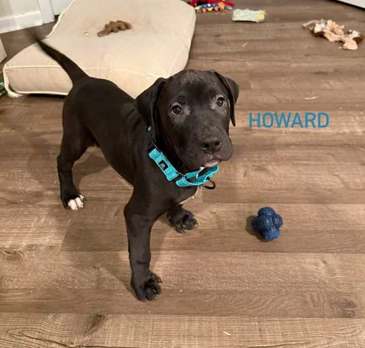 Photo of Howard (AVAILABLE 1/11)