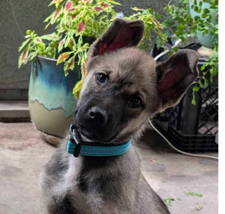 Photo of Puppy Jasper