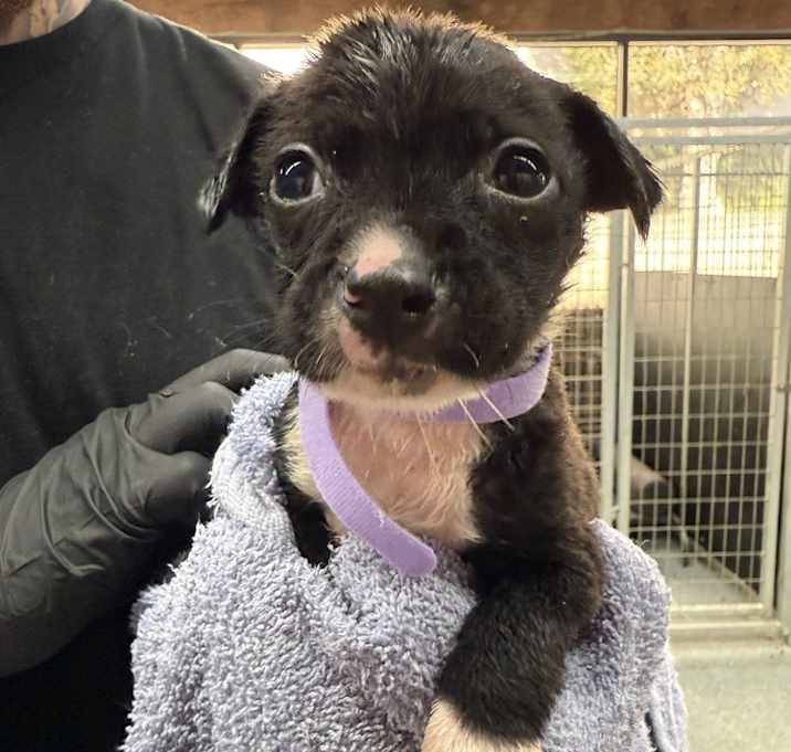 Photo of Amy (Tiny Tot)