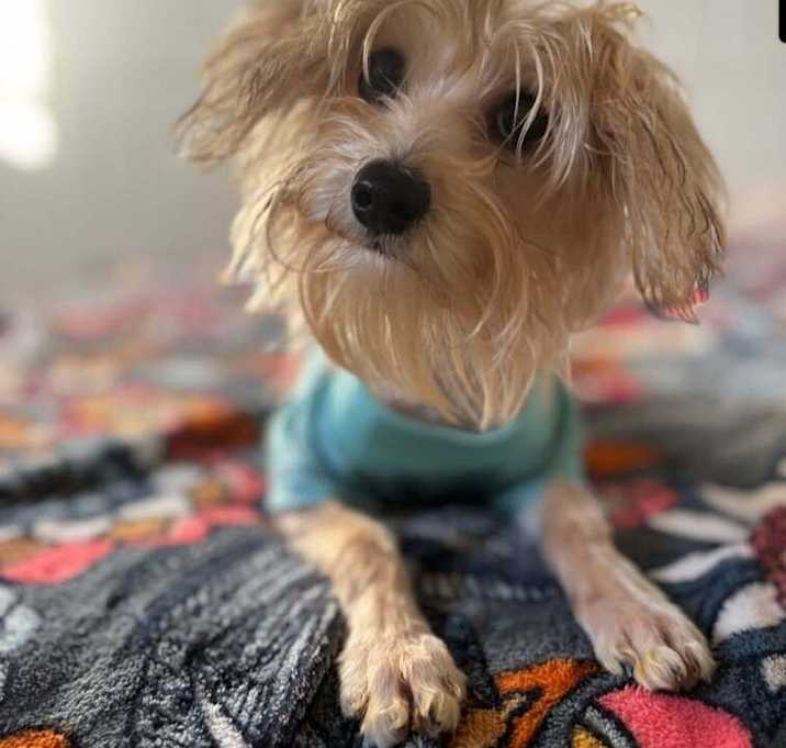 Photo of Brittany Spears