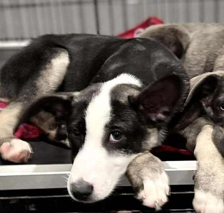 Photo of Rugrats- Angelica located in NC