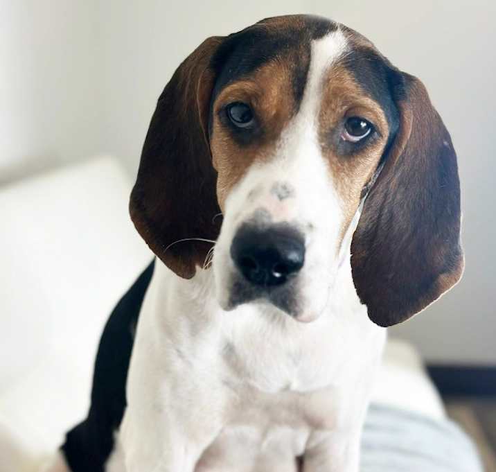 Photo of Mrs. Beasley - Foster to Adopt - I'll Be Home for Christmas Promo